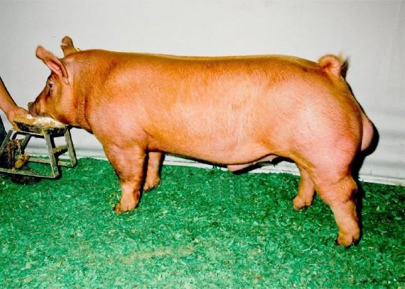 Tamworth boar