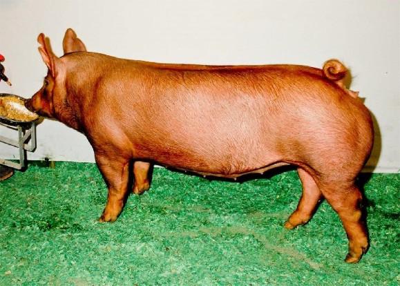 Tamworth gilt
