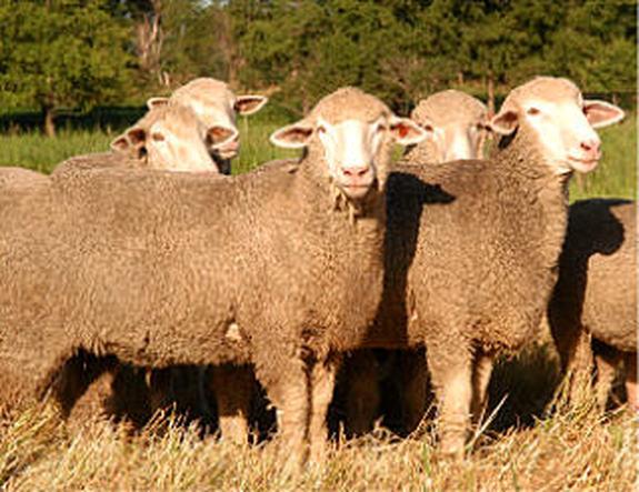 Targhee ewes
