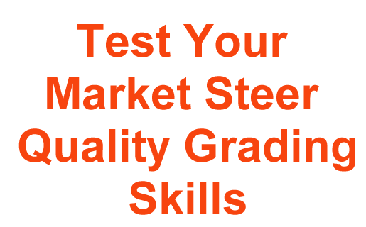 Test Your Market Steer Quality Grade Skills