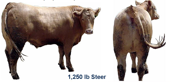Test Your Market Steer Yield Grading Skills cow