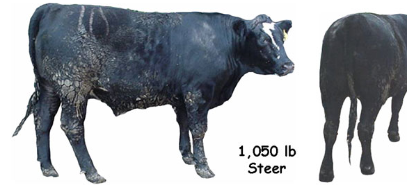 Test Your Market Steer Yield Grading Skills cow