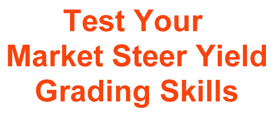 Test Your Market Steer Yield Grading Skills
