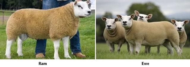 Texel ram and ewes