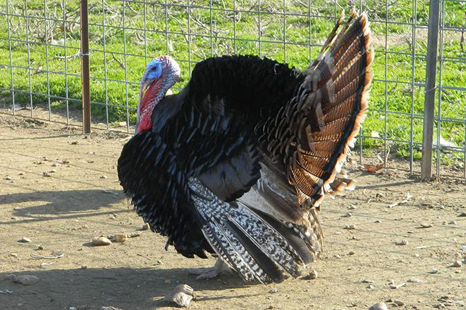 Turkey