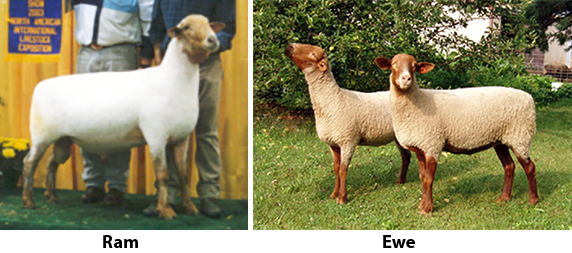 Tunis ram and ewes