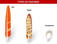 Types of feathers. Image by Designue on shutterstock.com