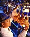 USDA Poultry Inspection