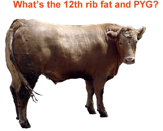 Whats the 12th rib fat and PYG