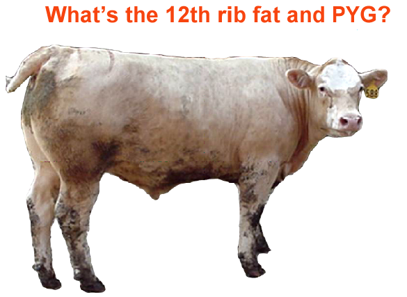 Whats the 12th rib fat and PYG