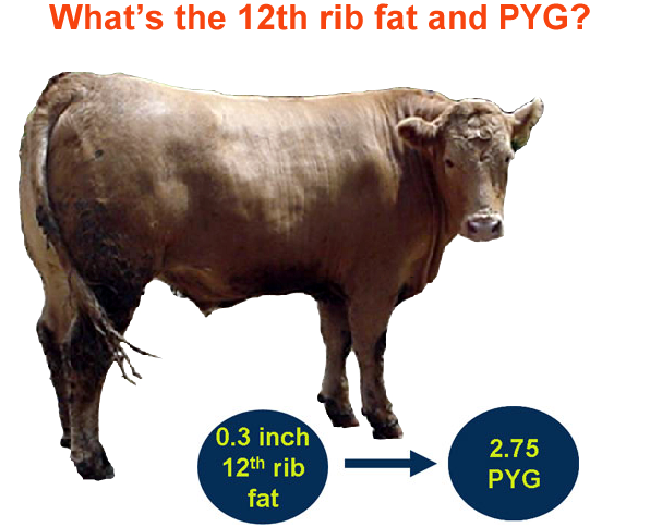 Whats the 12th rib fat and PYG Answer