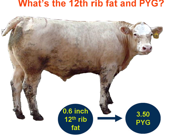 Whats the 12th rib fat and PYG Answer