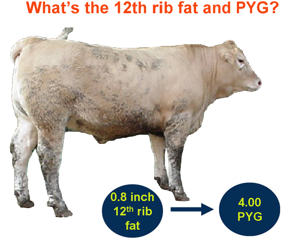 Whats the 12th rib fat and PYG answer