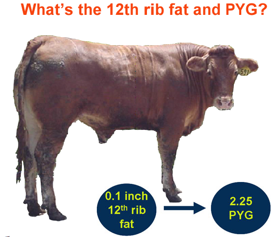 What's the 12th rib fat and PYG