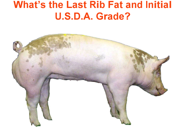 whats the rib fat and initial usda grade