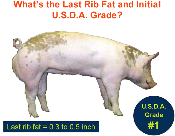 whats the last rib fat and initial usda grade answer