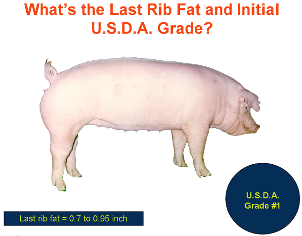 whats the last rib fat and initial usda grade2 answer 2