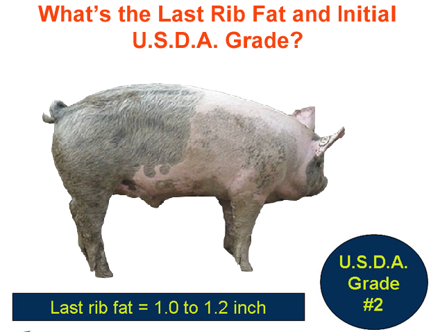whats the last rib fat and initial usda grade3 answer