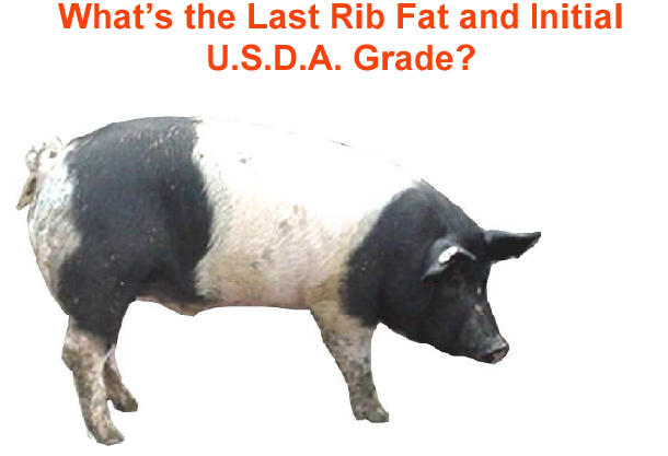 whats the last rib fat and initial usda grade4