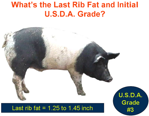 whats the last rib fat and initial usda grade4 answer 2