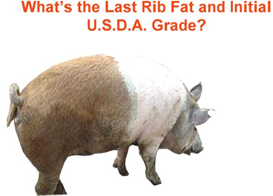 whats the last rib fat and initial usda grade5 2