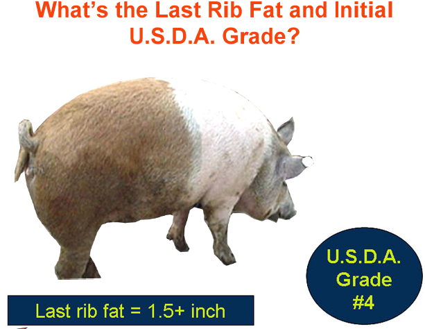 whats the last rib fat and initial usda grade5 answer 2