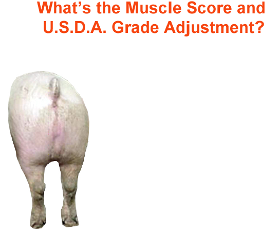 whats the muscle score and usda grade adjustment 2