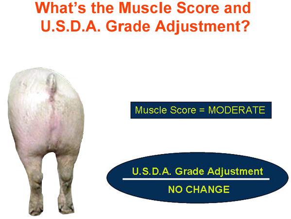 whats the muscle score and usda grade adjustment answer 2