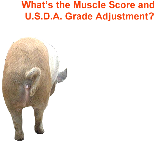 whats the muscle score and usda grade adjustment2 2