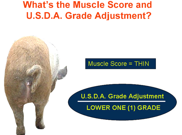 what the muscle score and usda grade adjustment2 answer 2