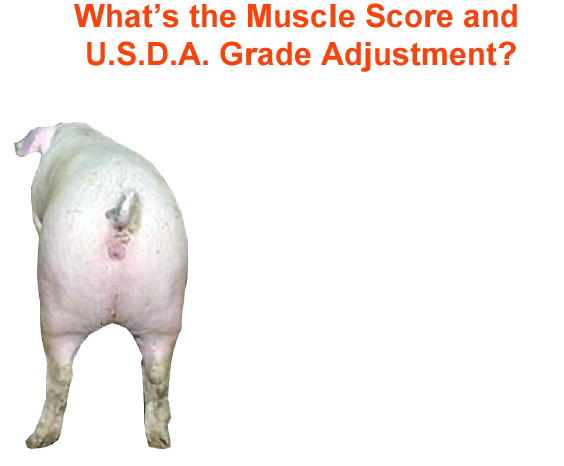 whats the muscle score and usda grade adjustments3 2