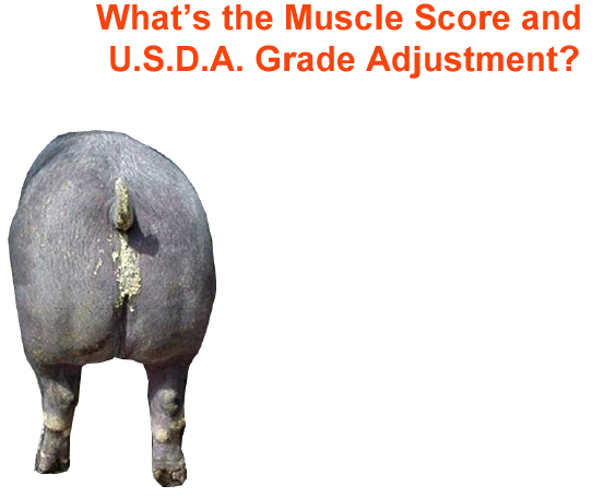 whats the muscle score and usda grade adjustment4 2