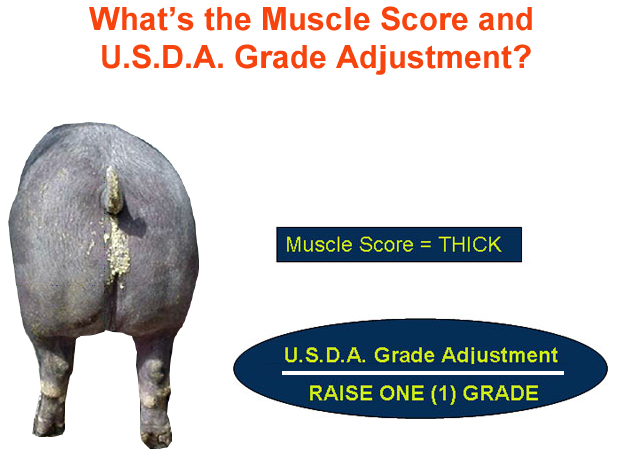 whats the muscle score and usda grade adjustmnet4 answer 2