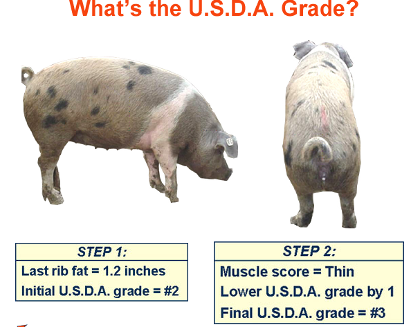 whats the usda grade1 answer 2