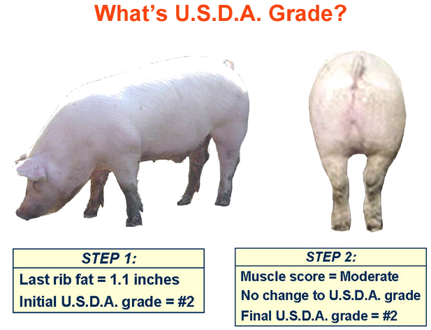 whats the usda grade2 answer 2