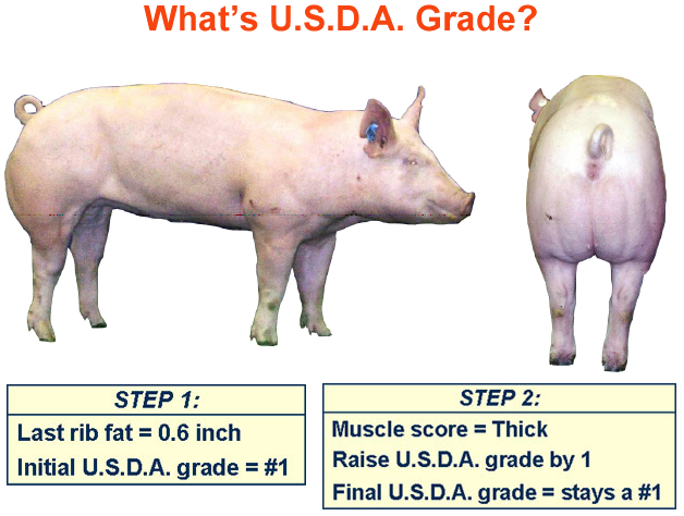 whats the usda grade3 answer 2