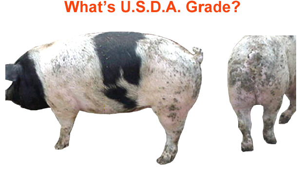 whats the usda grade4