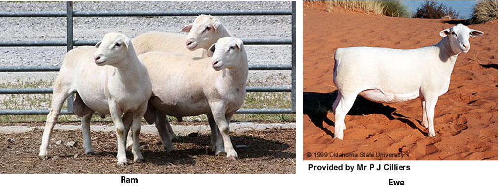 White Dorper rams and ewe