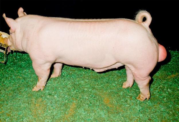 Yorkshire boar