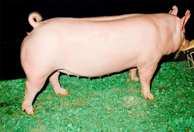 Yorkshire gilt