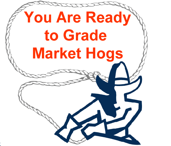 You are ready to grade market hogs