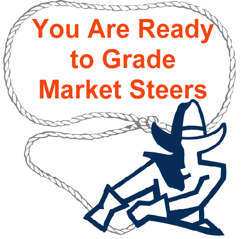 You are ready to grade market steers