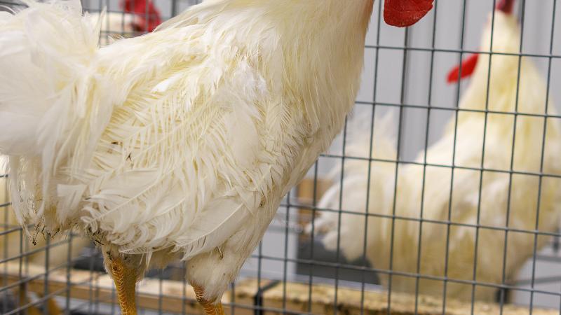 Individual rooster pens for artificial insemination