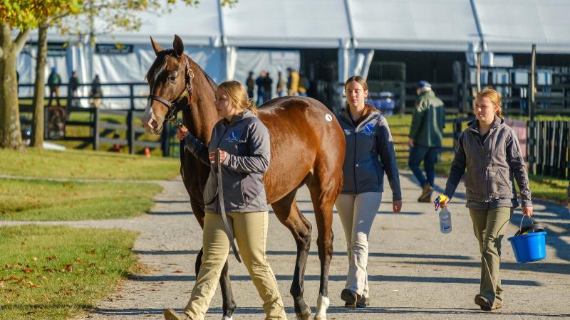 Equine Science students prepare a horse for sale at Fasig-Tipton in Lexington, Ky.