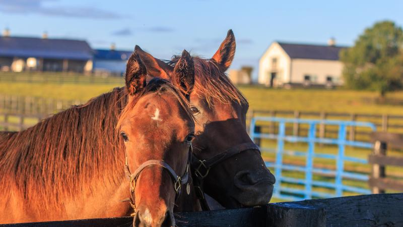 A horse and her foal stand by the fence at Maine Chance Farm.