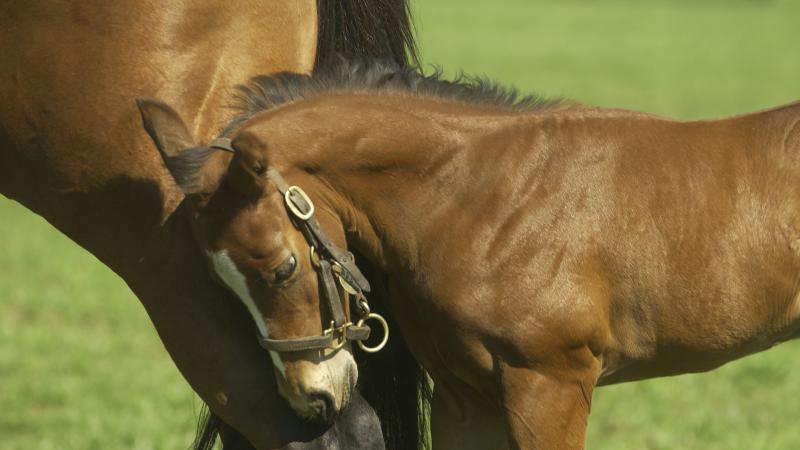A mare stands with her foal