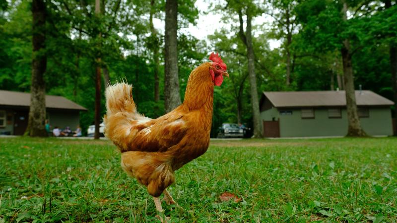 Free-range chickens live at 4-H camp.