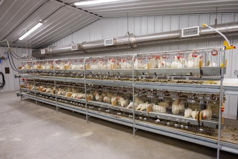 Battery cages in one of the environmental rooms