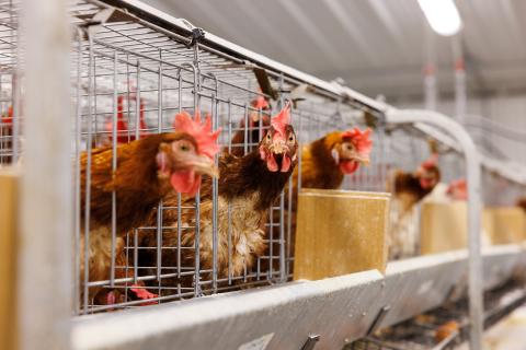 Separate feeders for groups/replicates of hens
