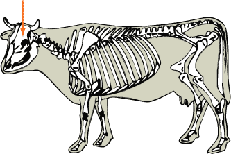 Beef Cattle - Skeletal - Skull